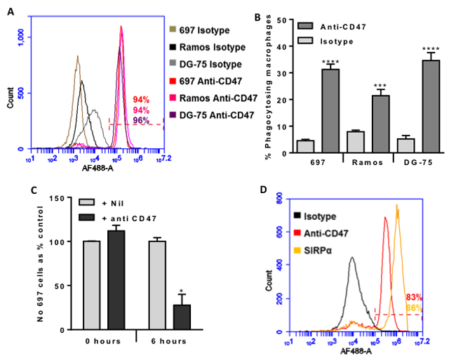CD47 is expressed on the surface of malignant B-lymphocytes, and anti-CD47 antibodies increase their phagocytosis by macrophages dramatically reducing their numbers within 6 hours.