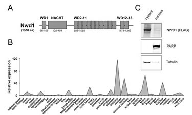 Characterization of NWD1.