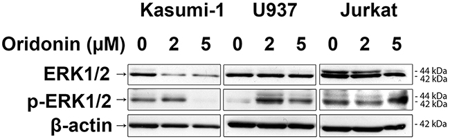 Western blotting analysis of ERK1/2 protein levels.