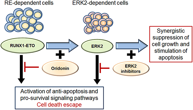 Scheme for ERK2 dependent survival of cells with inhibited RE and effect of ERK2 inhibitors and oridonin.