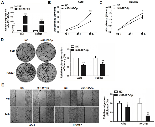 MiR-107-5p inhibits cell proliferation and migration in NSCLC cells.