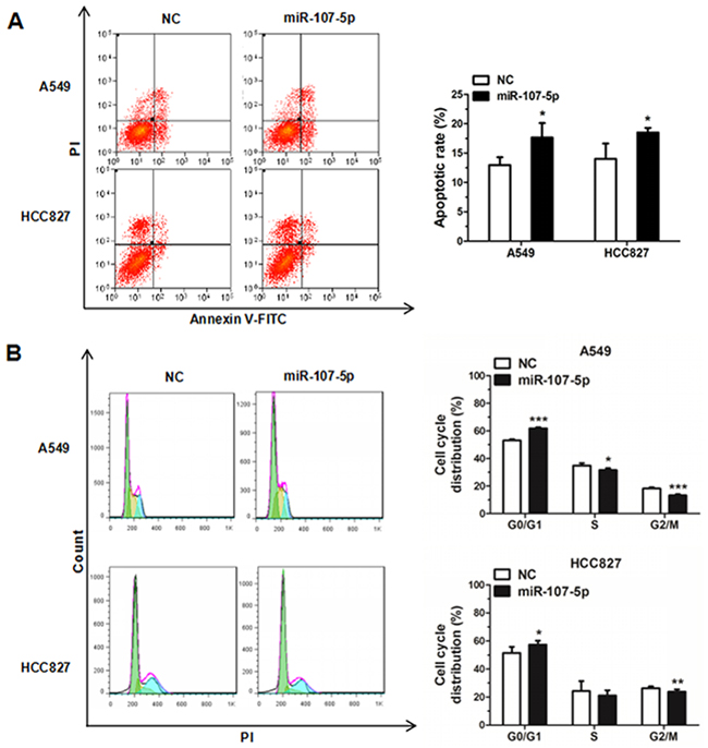MiR-107-5p promotes apoptosis and inhibits cell cycle progression in NSCLC cells.