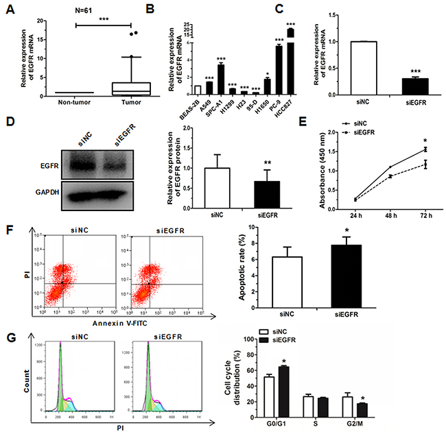 Knockdown of EGFR inhibits cell proliferation, cell cycle and promote apoptosis in HCC827 cell lines.