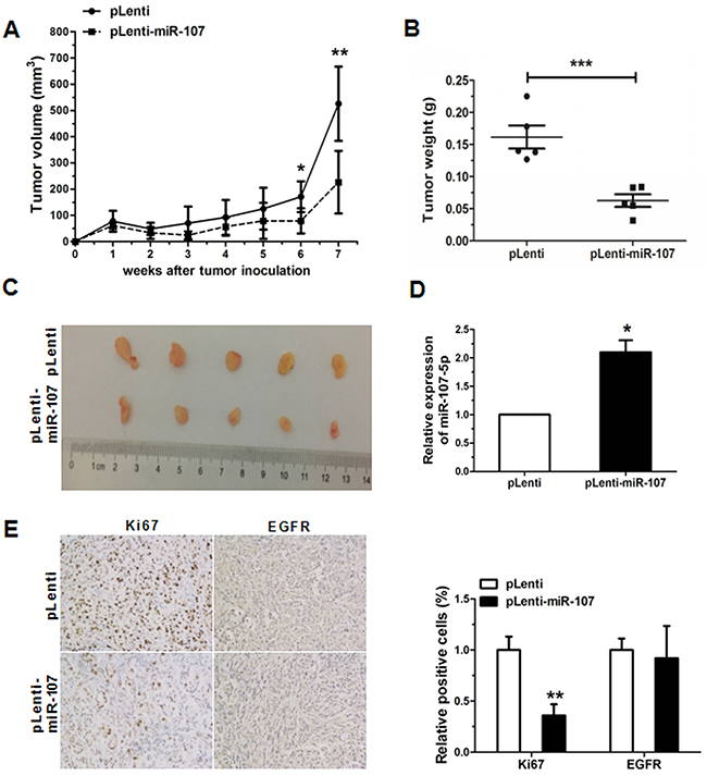 Overexpression of miR-107 inhibits tumor growth.