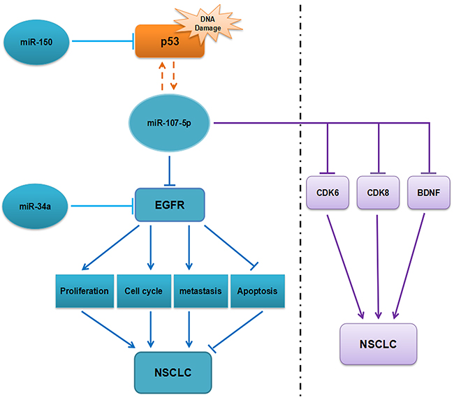 The regulatory network of miR-107-5p in NSCLC.