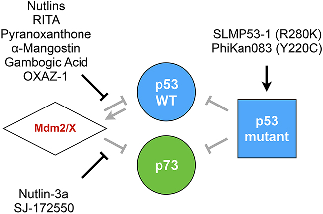 Compounds targeting the p53 family.