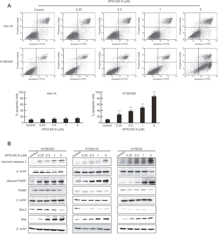 APIO-EE-9 induces apoptosis of esophageal cancer cell lines.
