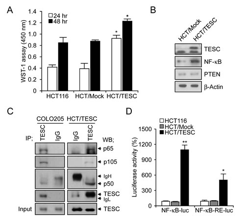 Interaction between TESC and NF-&#x3ba;B regulates cell proliferation in TESC-overexpressing HCT116 cells.