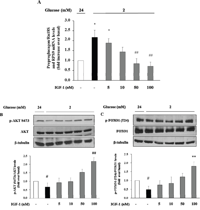 Dose-response effect of IGF-1 on preproglucagon mRNA levels, p-Akt (Ser473) and FOXO1 (Thr24) phosphorylation.