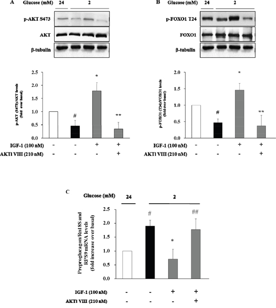 Inhibition of glucagon synthesis and preproglucagon mRNA levels by IGF-1 is Akt pathway-dependent.