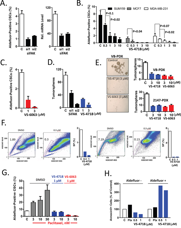 Inhibition of FAK signaling preferentially targets breast CSCs in vitro.