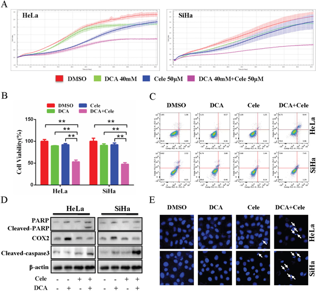 Inhibition of COX2 sensitizes DCA to kill cervical cancer cells.