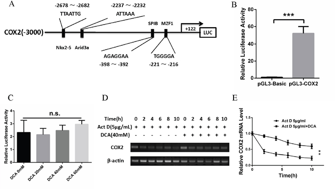 DCA upregulates COX2 via enhancing its mRNA stability.
