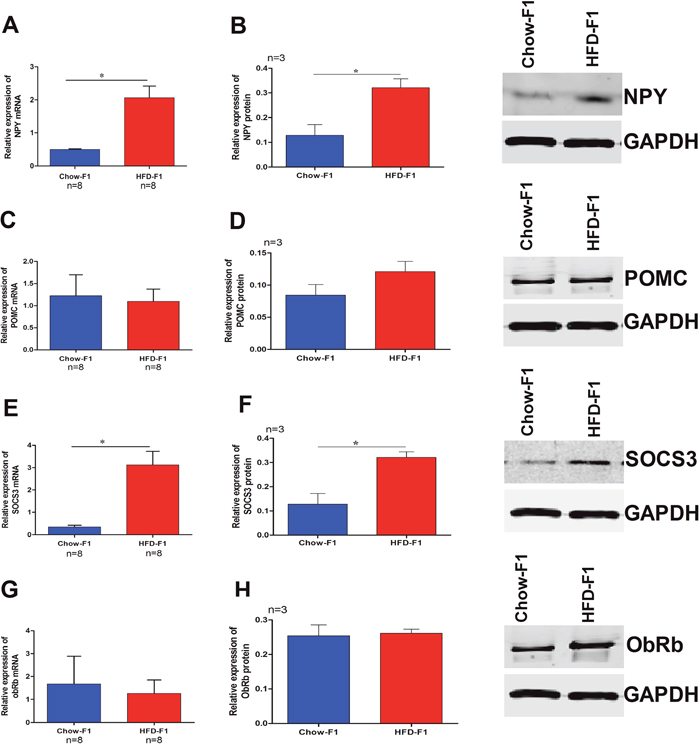 Effect of HFD overfeeding during pregnancy in female rats alters male hypothalamic feeding circuit genes.