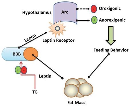 Schematic representation of TG and blood brain barrier.