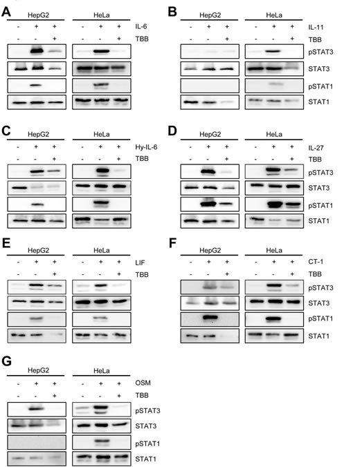 Fig 2: Inhibition of CK2 blocks IL-6 family induced STAT signaling.