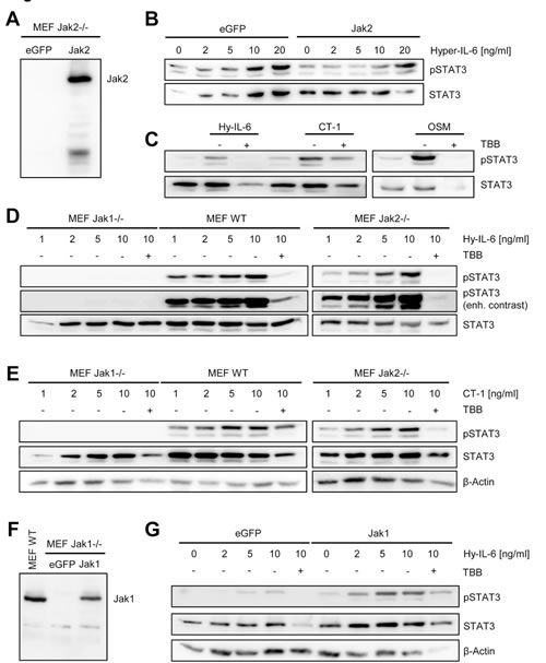 Fig 6: Jak1, but not Jak2, is required for STAT activation by IL-6 family cytokines.