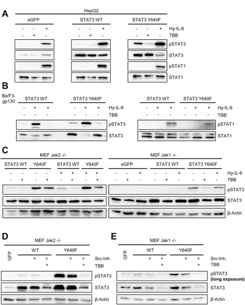 Fig 8: Activity of CK2 is required for phosphorylation of a constitutively active STAT3 mutant.