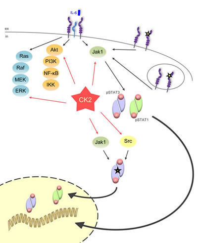 Fig 9: CK2 is the central lynchpin of the signaling pathways investigated in this study.