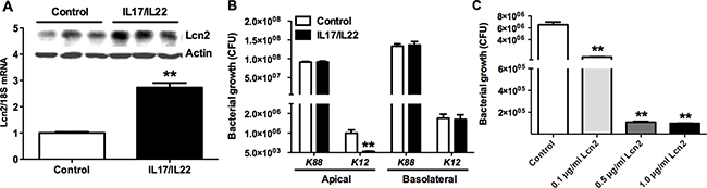 The bacteriostatic effects of Lcn2.