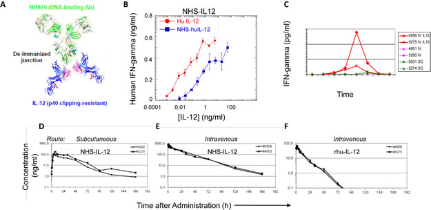 Conjugation of human IL-12 to a DNA/histone-binding antibody increases its half-life and attenuates its ability to stimulate IFN-gamma production.