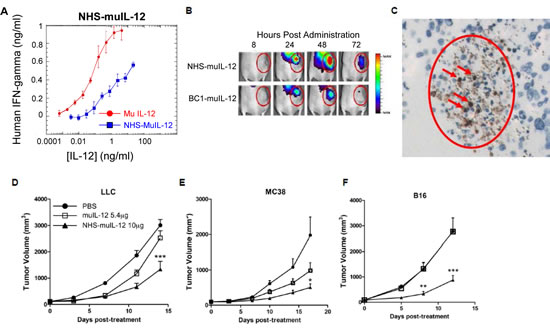 Fusion of murine IL-12 to NHS76 promotes its uptake by tumors and improves its anti-tumor efficacy.