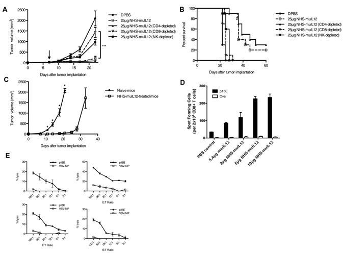 The anti-tumor activity of NHS-muIL12 depends on CD8+ T cells.