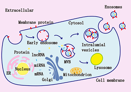 Exosomes are composed of a lipid bilayer and a variety of molecules derived from their original cells such as miRNAs, mRNAs, and proteins.