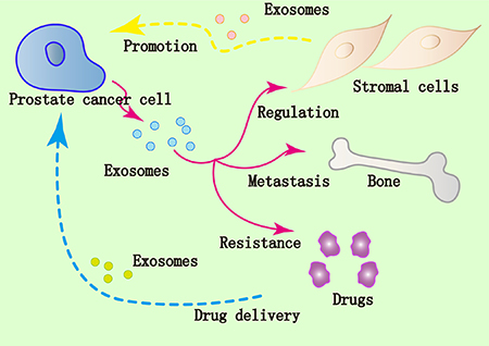 Implication of exosomes in prostate cancer.