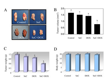 SeC enhances DOX-induced growth inhibition of tumor xenografts.