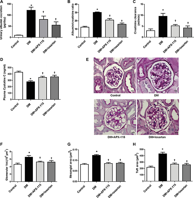 Effect of APX-115 on kidney function and morphology.
