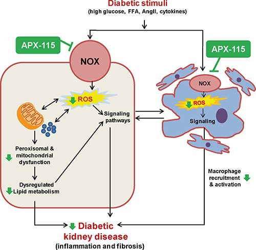 Suggested scheme of therapeutic effects of APX-115 on STZ-induced diabetic kidney injury.