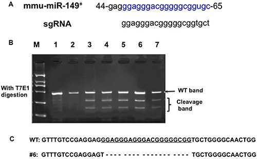 Generation of miR-149* mutant mice by using the CRISPR/Cas9 system.