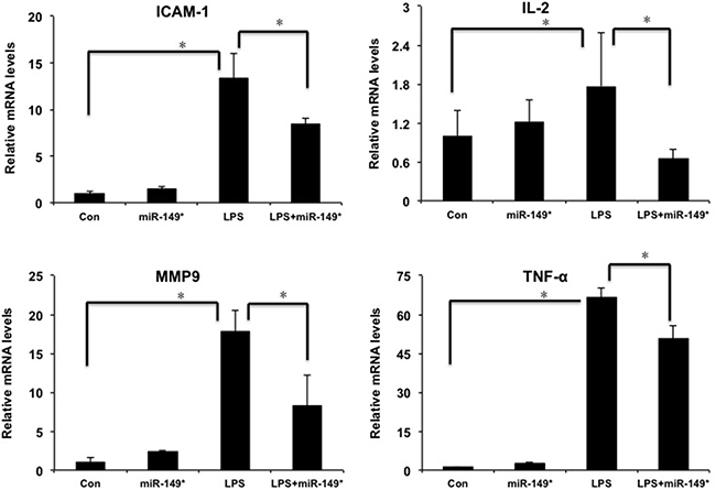 miR-149* suppressed inflammatory gene expression induced by LPS in mouse liver.