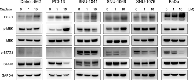 Increased PD-L1 expression by cisplatin accompanied MEK pathway activation in HNSCC cells.