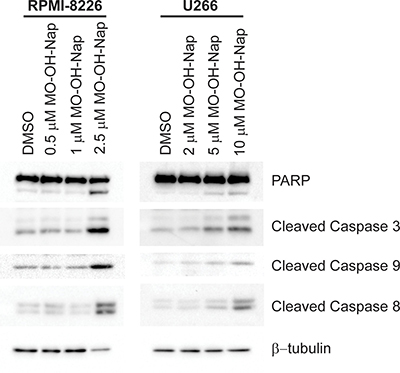 The novel tropolone MO-OH-Nap induces apoptosis in a concentration-dependent manner.