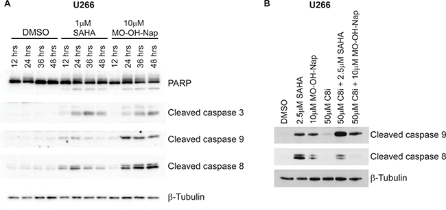 MO-OH-Nap induces caspase cleavage in a time-dependent manner which is distinct from the pan-HDAC inhibitor SAHA.