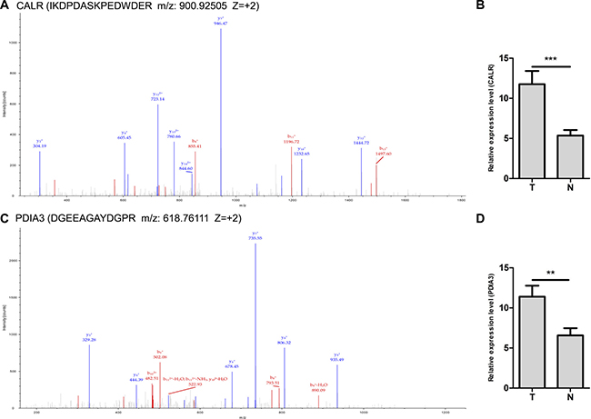 LC-MS/MS spectra used for the identification and quantitation of CALR and PDIA3.