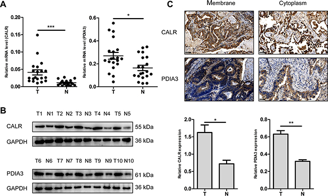 Validation of dysregulated CALR and PDIA3 expressions.