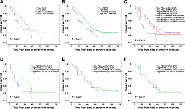 Kaplan-Meier survival analysis of CALR and PDIA3 expressions in NSCLC.