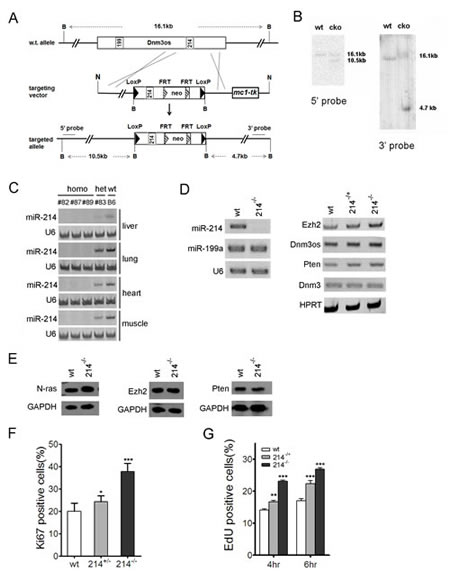 Figure 1:miR-214 inhibits the proliferation of murine embryonic fibroblasts.
