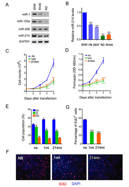 Figure 2:miR-214 is a suppressor of human RMS cell growth.