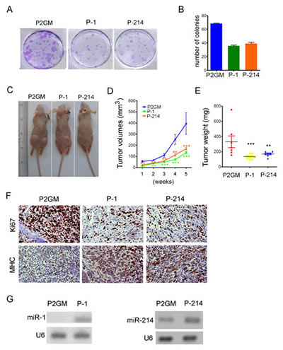 Figure 4:miR-214 suppressed colony formation and xenograft tumorigenesis.