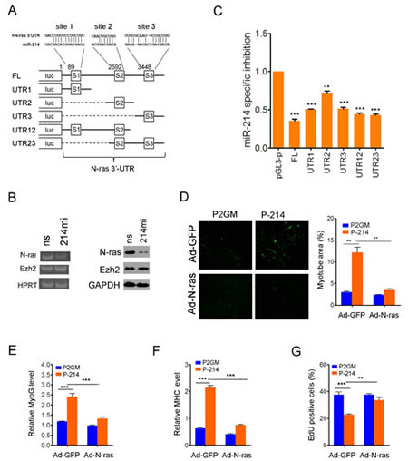 Figure 5:Human N-ras is a conserved tumor suppression target of miR-214.