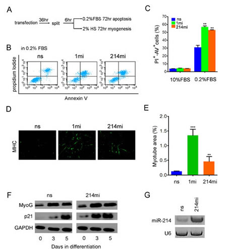 Figure 3:miR-214 promotes apoptosis and myogenic differentiation of RD cells.