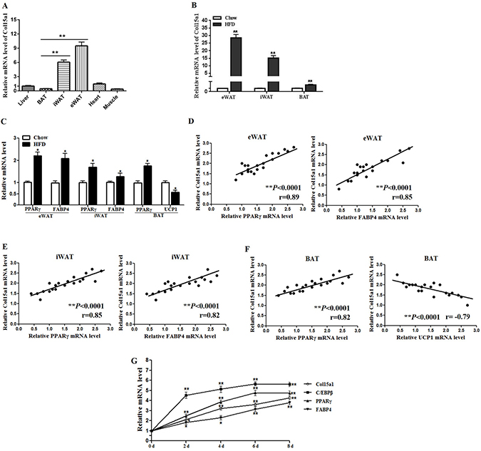 ColXV expression was increased in obese adipose tissues and mature adipocytes.