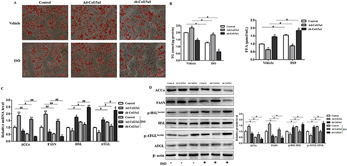 ColXV weakened isoproterenol-induced lipolysis in mice adipocytes.