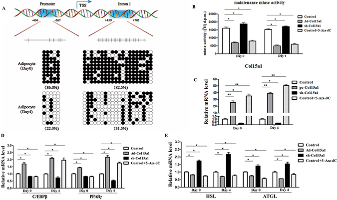 ColXV enhanced adipocyte differentiation and weakened lipolysis via reducing DNA methylation.