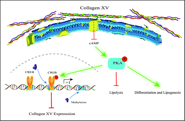 Proposed model for mechanism of ColXV on adipocyte differentiation and lipolysis.