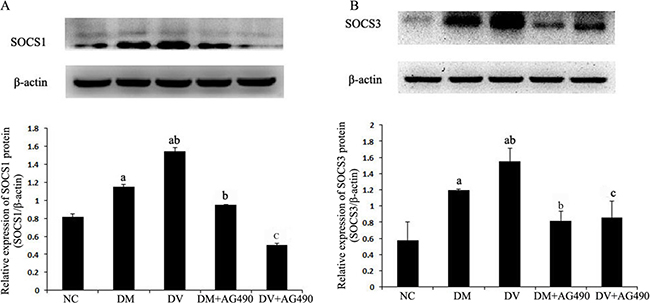 Protein expression levels of SOCS1 and SOCS3.